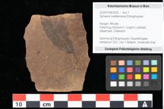 Foto (Objekt + Etikett) von Sphaeria mediterranea Ettingshausen (NHMW-GEO-2024-0188-0025)